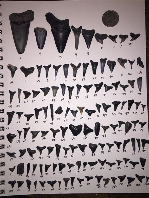Shark tooth identifier app - Bonnethead shark teeth can be identified by their triangular or flat shape, glossy finish, dark color, and serrated edges. Moreover, shark teeth are usually small, and the size varies from 0.5 to 2 inches. It is worth mentioning here that sharks have a unique set of teeth and they might not necessarily be identical.